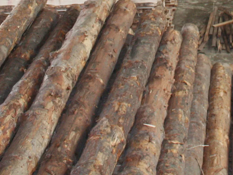 Tomruk
